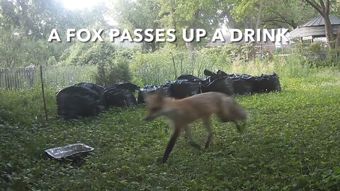 A Fox Passes Up A Drink