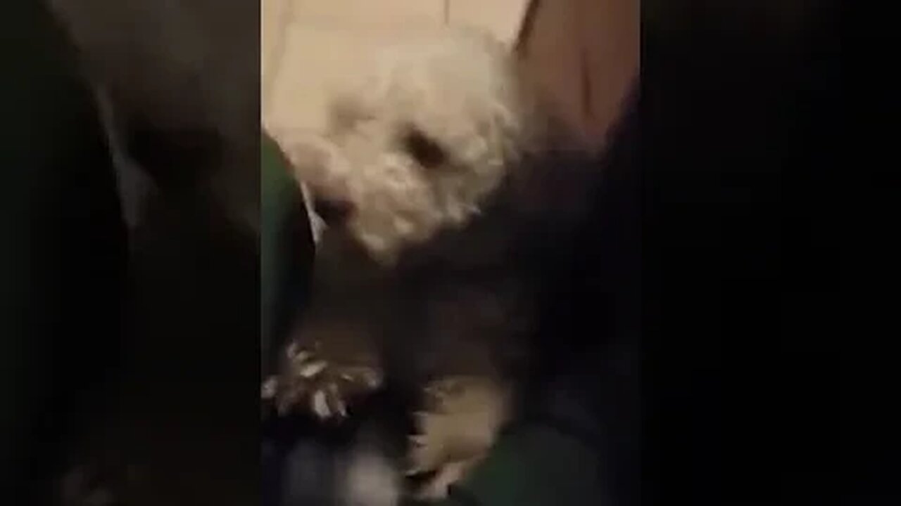 Evee Dog Acts like a Loon