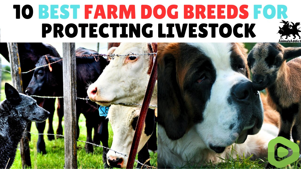 10 Best Farm Dogs For Protecting Livestock | Best Farm Dogs Breeds | Livestock Guardian Dog Breeds