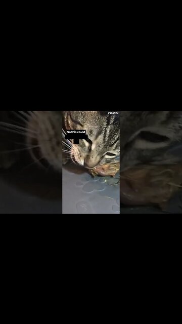 My cat LOVES this food #shorts