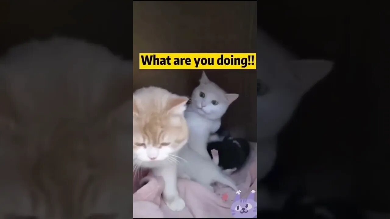 funny cat #13