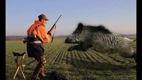 TOP 5 - Wild Boar Attacks 2021