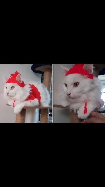 Kitty reluctantly shows off knitted cat hat