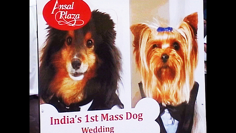 Mass Doggy Wedding