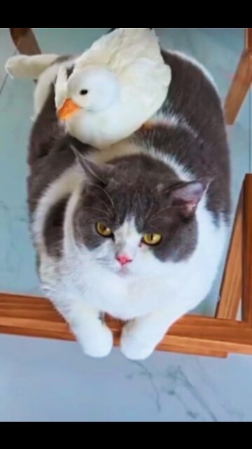 cat and duck love moments 🥰💐2022#shorts #cats