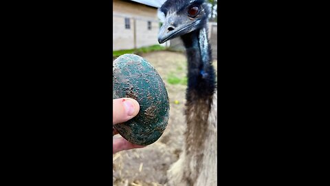 Wait! More eggs?