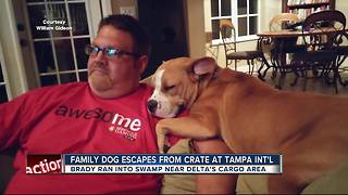 Dog missing after escaping onto tarmac at Tampa International Airport