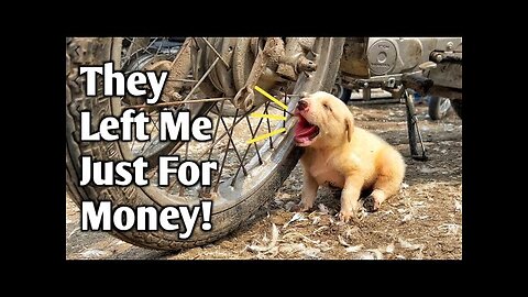 Rescue crying puppy who got separated from his mom and sold for money!