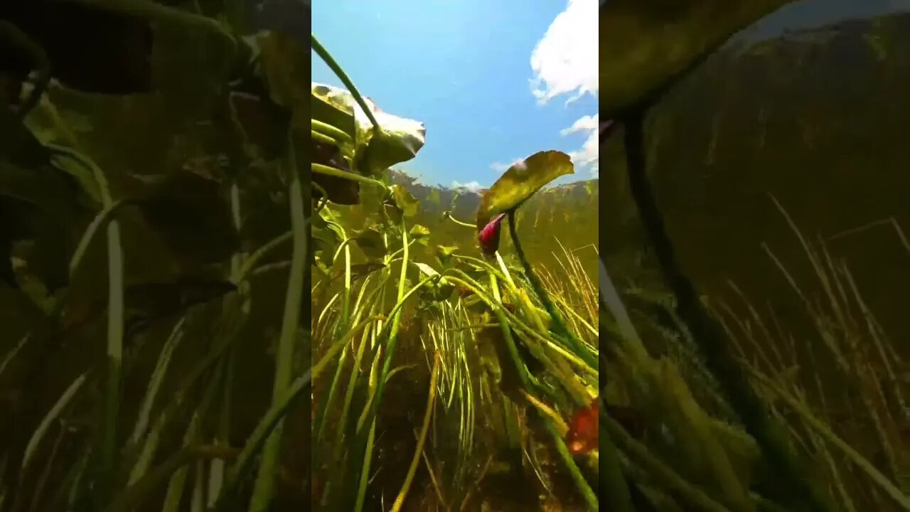 Satisfying video Beautiful Nature