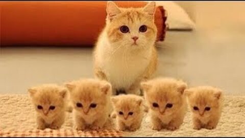 top funny cat videos of the weekly try - not to laugh #1