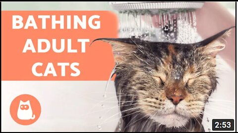 How to Wash an Adult Cat for the First Time