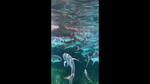 Hol Chan Marine Reserve Belize