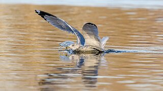 Ring-Billed Gull Landing on Water, Sony A1/Sony Alpha1, 4k