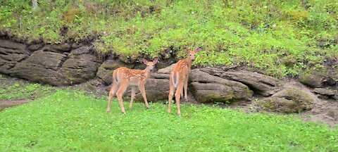 Twin fawns prancing around the yard