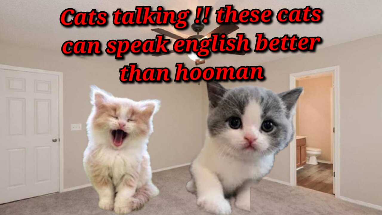 Cats talking !! these cats can speak english better than hooman