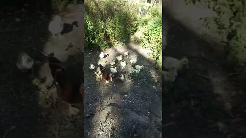 Ducklings came to see where there food was, and follow me to get it