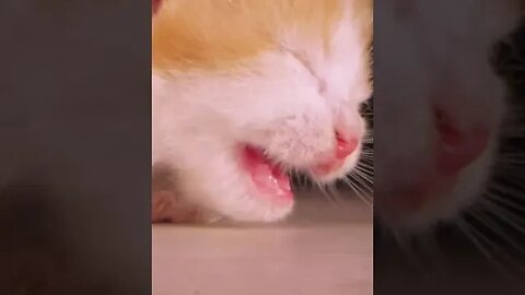 Celo Pets Animais Engraçados Funny Animals Channel #cat #dog #funny #engraçado #viral #shorts19