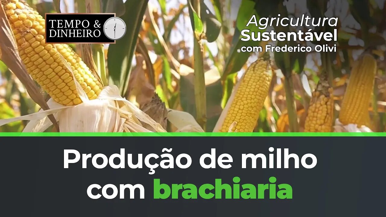 Brachiaria na produção de Milho com a Riza Sementes