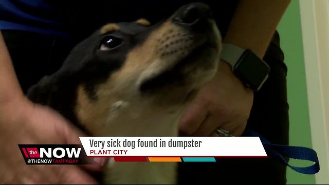 Dog gets second chance at life after thrown away like trash in Plant City dumpster