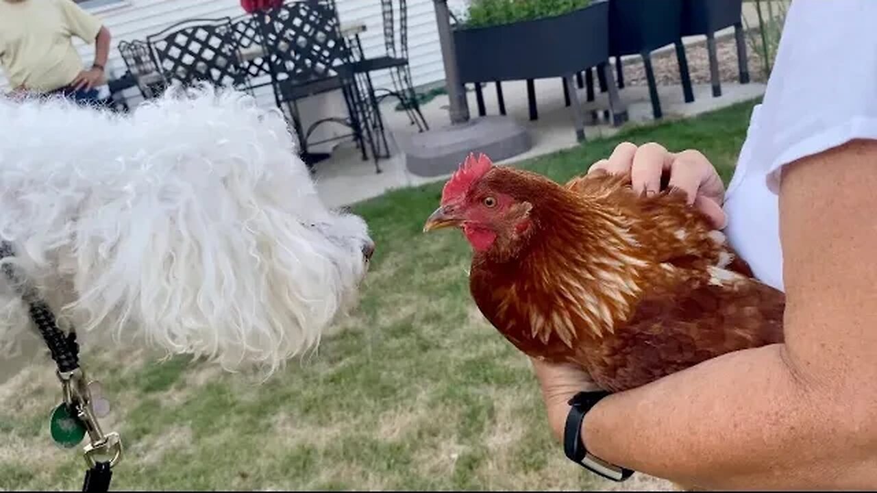 My DOG REACTS to CHICKENS for the First Time!