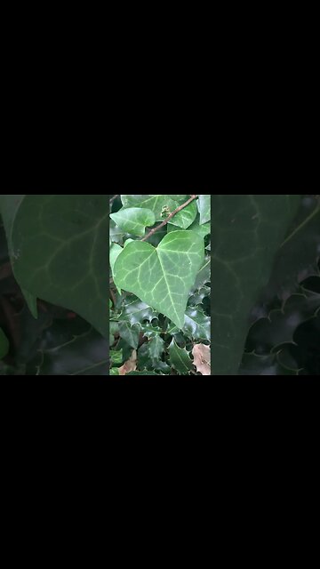 The leaves are still green-summer is sticking around