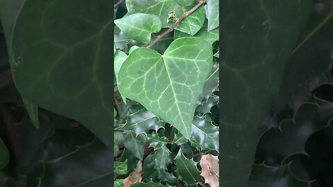 The leaves are still green-summer is sticking around