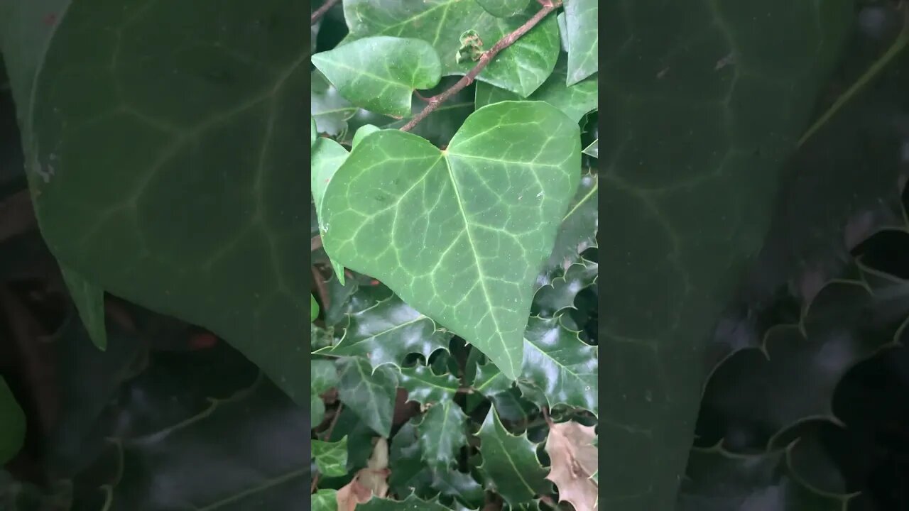 The leaves are still green-summer is sticking around