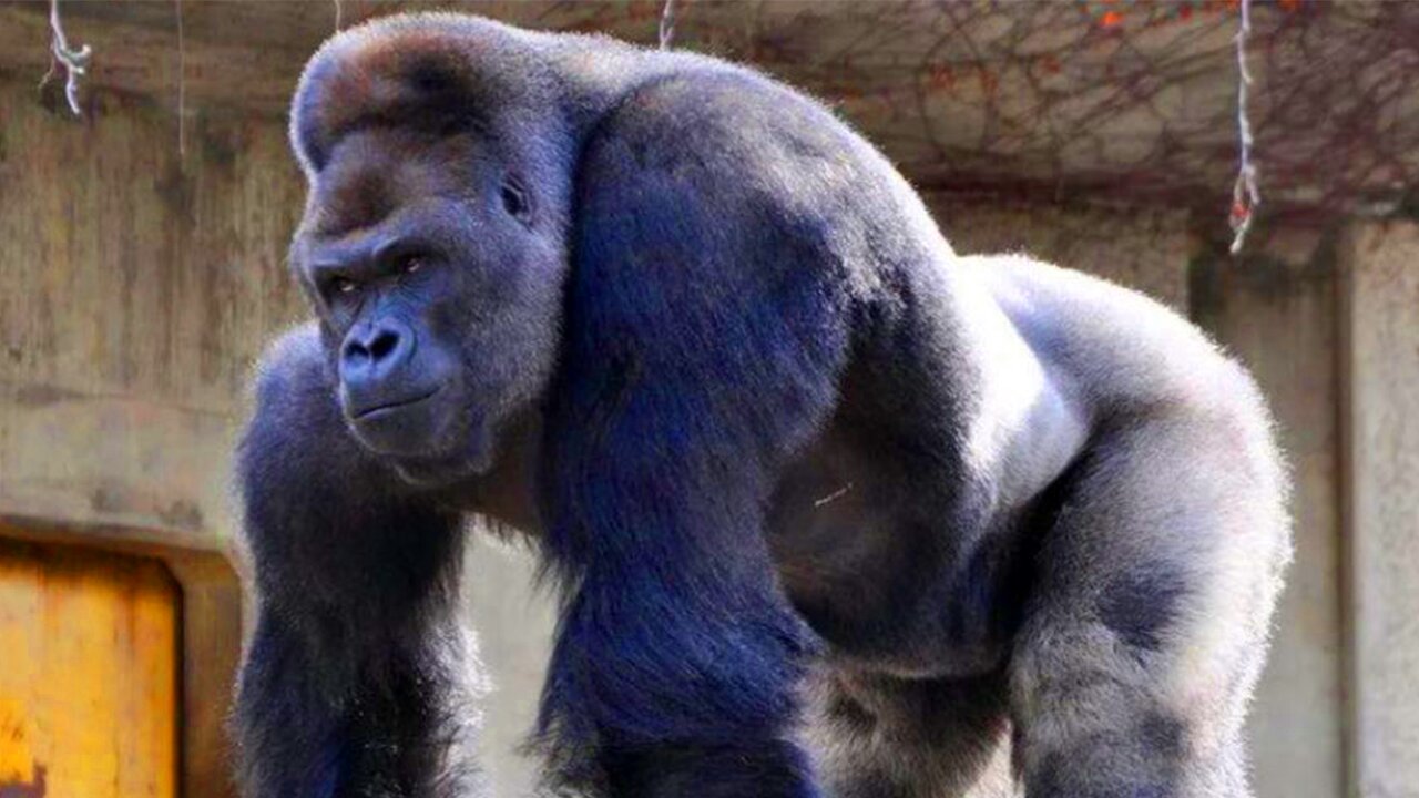 How gender dynamics work in gorillas