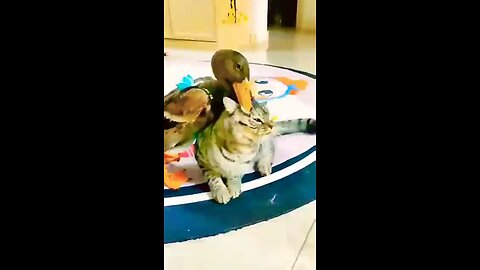 Duck Vs Cat #shorts