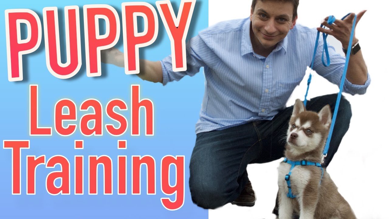 teaching dogs to walk on a leash