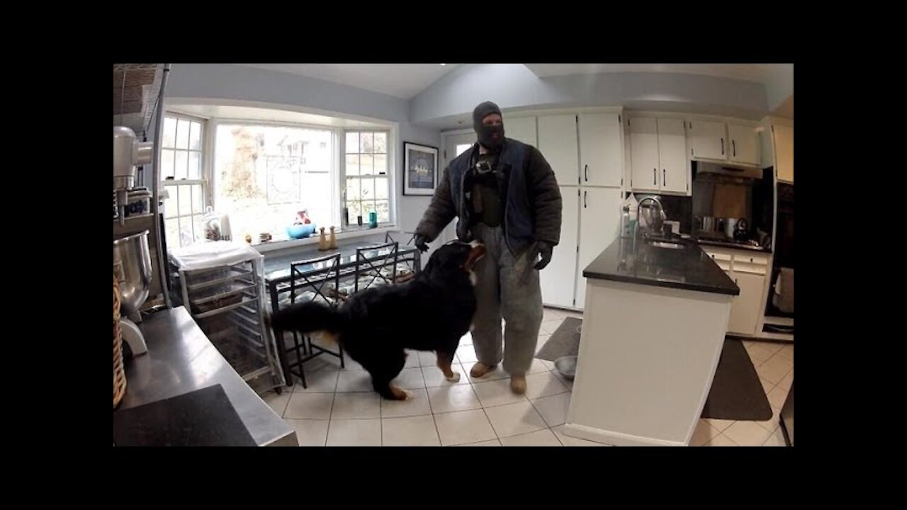 This Fake Burglar Break Into Home To See How Dogs Will React