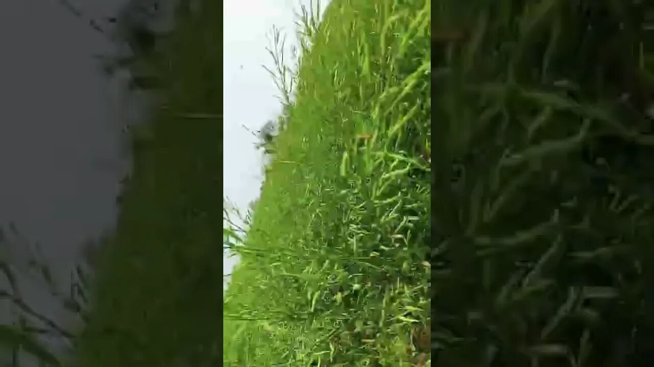 Fed up 🤨☺️ #youtubeshorts #shorts #youtube #shortvideo #shortyoutube