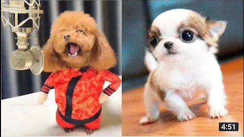 You will laugh at all the Dogs🤣Funny Dogs Video