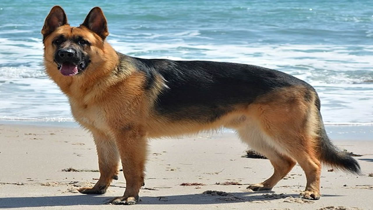 GERMAN SHEPHERD DOG BREED PASSING RATE