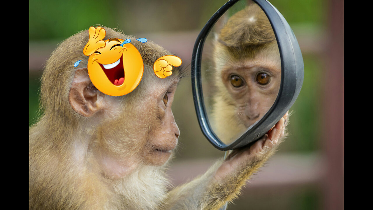 Monkeying Around: Hilarious Monkey Antics That Will Make You Laugh!