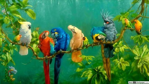 top 10 most beautiful birds in the world paradis