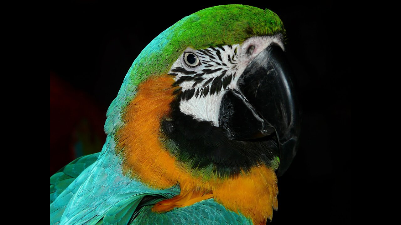 Colorful Bird Parrot