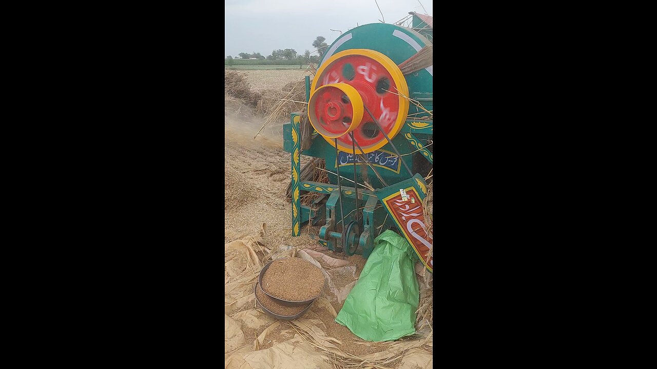 Wheat crop in pakistan