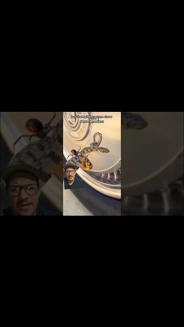 Everything eats Everything