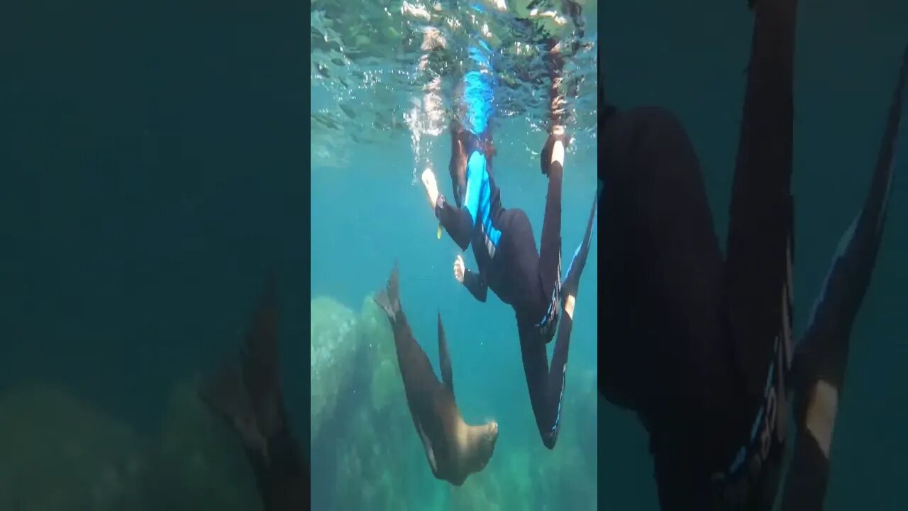 La Paz BCS Sea Lions Clip 3