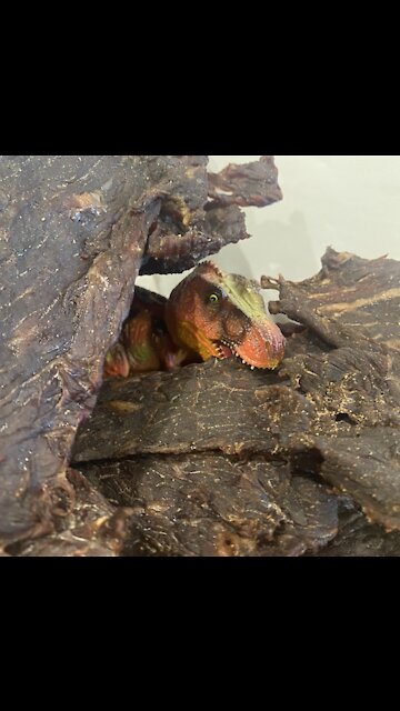 Loading the meat on dehydrator