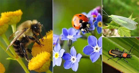 PRODUCTS OBTAINED FROM BENEFICIAL INSECTS.