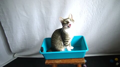 This Awesome Cat Toy