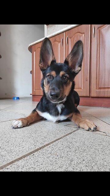 Joyful puppy meets the owner after work