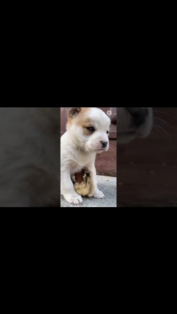 Baby dogs😺cute and funny 🐶 dog videos | funny pappy video 2022 #short #viral dog training