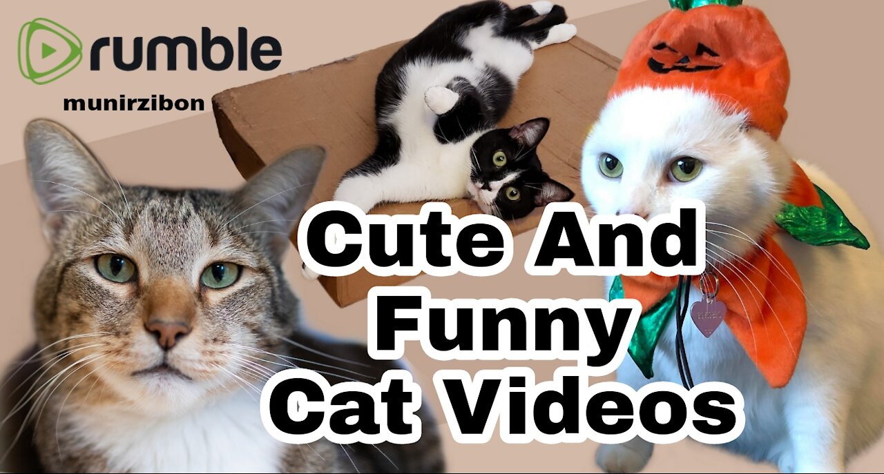 Cute And Funny Cat Videos