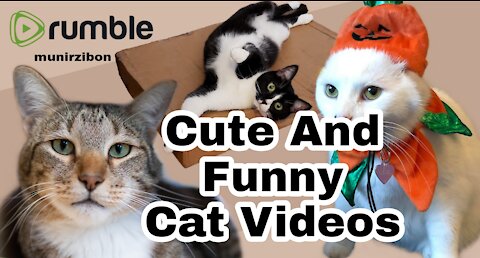 Cute And Funny Cat Videos