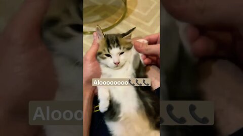 Kitty calling Mommy Cat Meowing 😻🤣