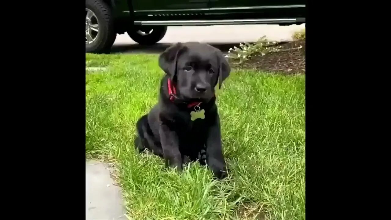 Labrador Compilation - Cute and Funny