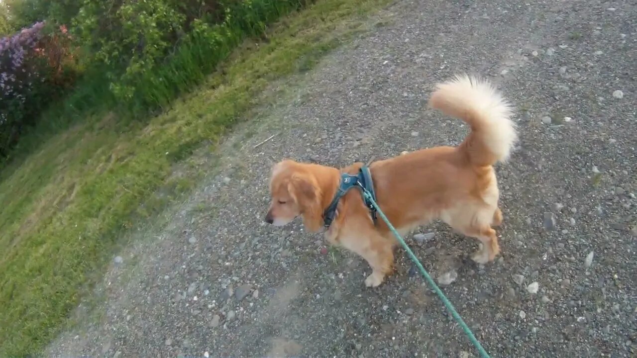 June 2nd, 55º and calm. Flynn and I struggle to get off road for logging truck to raise dust.